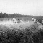pesticide use, DDT